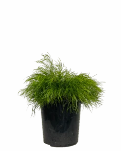 Acacia Cognata Limelight