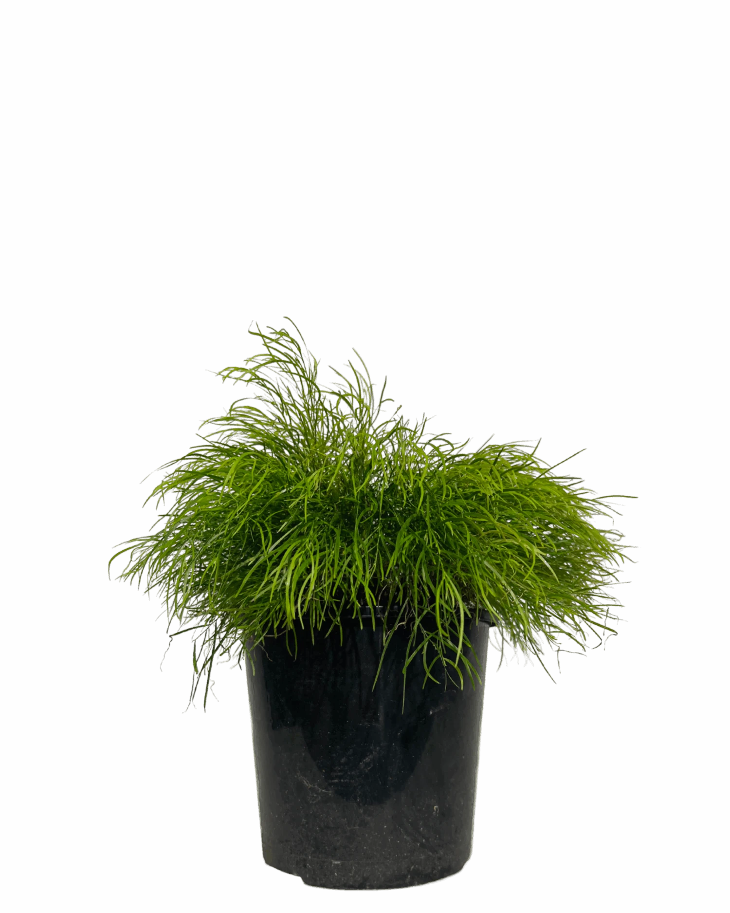 Acacia Cognata Limelight 1 Acacia Cognata Limelight