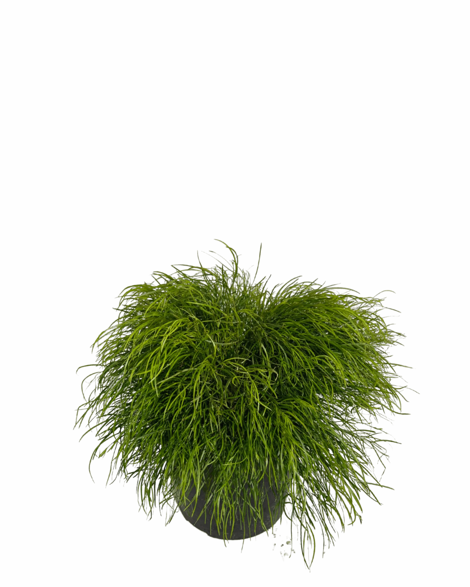 Acacia Cognata Limelight 2 Acacia Cognata Limelight - Image 2