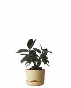 Mr Kitly Self Watering Pot 170MM -Waldecks Store 170mm