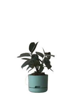 Mr Kitly Self Watering Pot 170MM -Waldecks Store 170mm 2