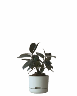 Mr Kitly Self Watering Pot 170MM -Waldecks Store 170mm 4