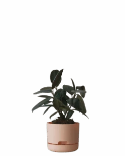 Mr Kitly Self Watering Pot 170MM -Waldecks Store 170mm 6