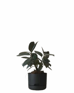 Mr Kitly Self Watering Pot 170MM -Waldecks Store 170mm 7