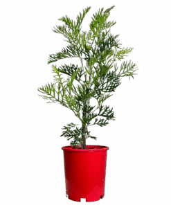 Grevillea Robyn Gordon