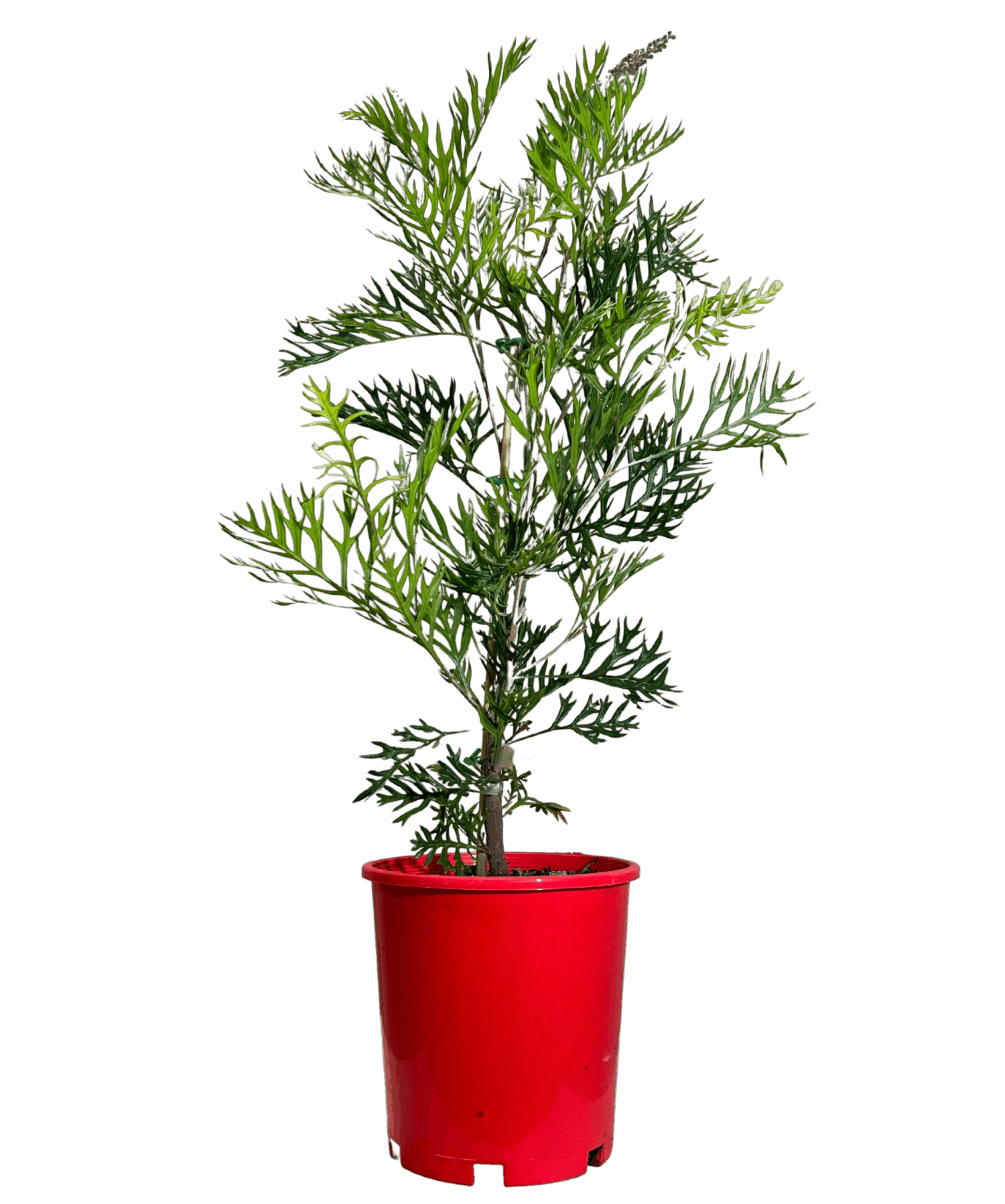 Grevillea Robyn Gordon 1 Grevillea Robyn Gordon