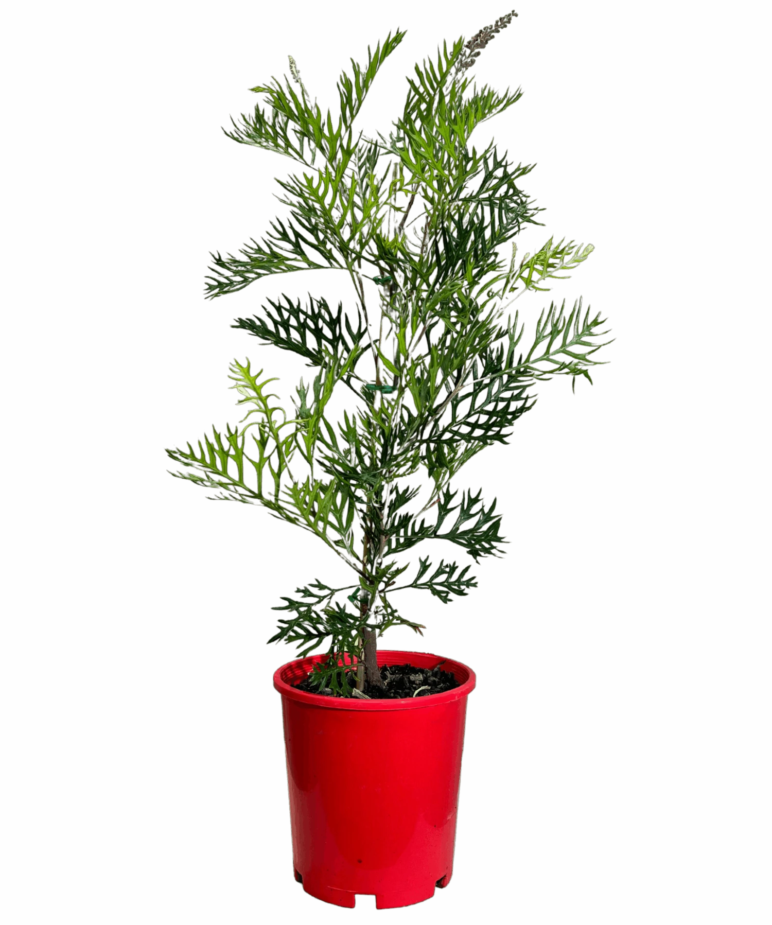 Grevillea Robyn Gordon 2 Grevillea Robyn Gordon - Image 2