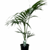 Kentia Palm - Howea Forsteriana