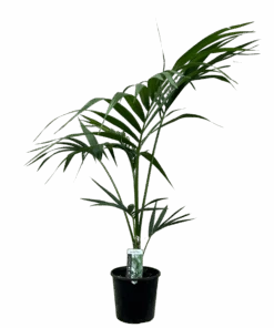 Kentia Palm - Howea Forsteriana