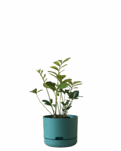 Mr Kitly Self Watering Pot 215MM -Waldecks Store 215mm 4