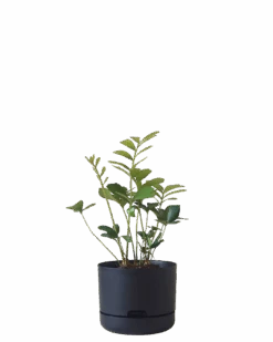 Mr Kitly Self Watering Pot 215MM -Waldecks Store 215mm 8