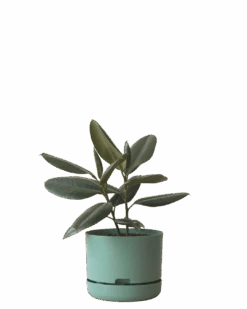 Mr Kitly Self Watering Pot 250MM -Waldecks Store 250mm