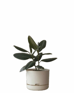 Mr Kitly Self Watering Pot 250MM