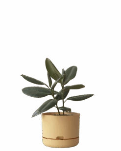 Mr Kitly Self Watering Pot 250MM -Waldecks Store 250mm 2