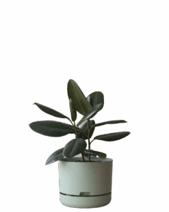 Mr Kitly Self Watering Pot 250MM -Waldecks Store 250mm 3