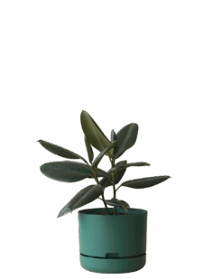 Mr Kitly Self Watering Pot 250MM -Waldecks Store 250mm 4