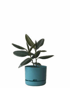 Mr Kitly Self Watering Pot 250MM -Waldecks Store 250mm 6