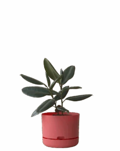 Mr Kitly Self Watering Pot 250MM -Waldecks Store 250mm 7