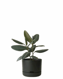 Mr Kitly Self Watering Pot 250MM -Waldecks Store 250mm 8