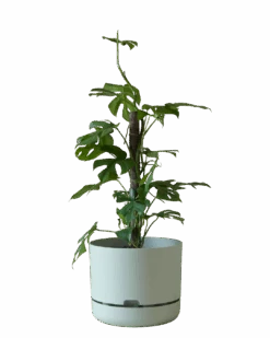 Mr Kitly Self Watering Pot 300MM -Waldecks Store 300mm