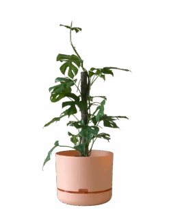 Mr Kitly Self Watering Pot 300MM -Waldecks Store 300mm 4