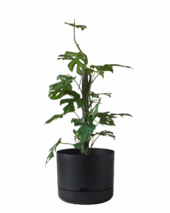 Mr Kitly Self Watering Pot 300MM -Waldecks Store 300mm 5