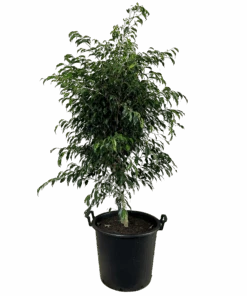 Ficus Midnight Petite