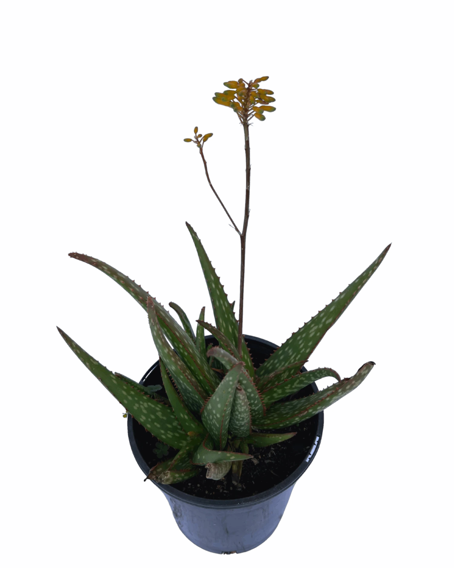 Aloe - Mighty Gold 2 Aloe - Mighty Gold - Image 2