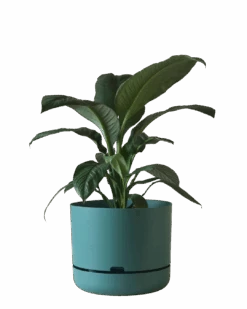 Mr Kitly Self Watering Pot 375MM -Waldecks Store 375mm