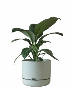Mr Kitly Self Watering Pot 375MM -Waldecks Store 375mm 2