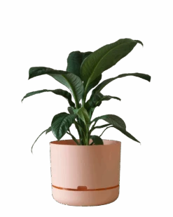 Mr Kitly Self Watering Pot 375MM -Waldecks Store 375mm 3
