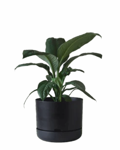 Mr Kitly Self Watering Pot 375MM -Waldecks Store 375mm 4