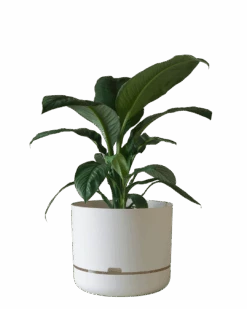Mr Kitly Self Watering Pot 375MM