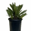 Cycas Revoluta