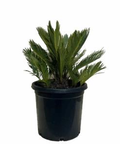 Cycas Revoluta