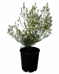 Geraldton Wax - Chamelaucium Ninas Delight