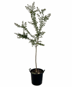 Lagerstroemia Comanche