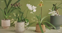 Bloom -Waldecks Store 9781922417855.IN03