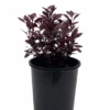 Alternanthera Little Maroon