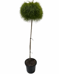 Acacia Cognata Limelight Standard