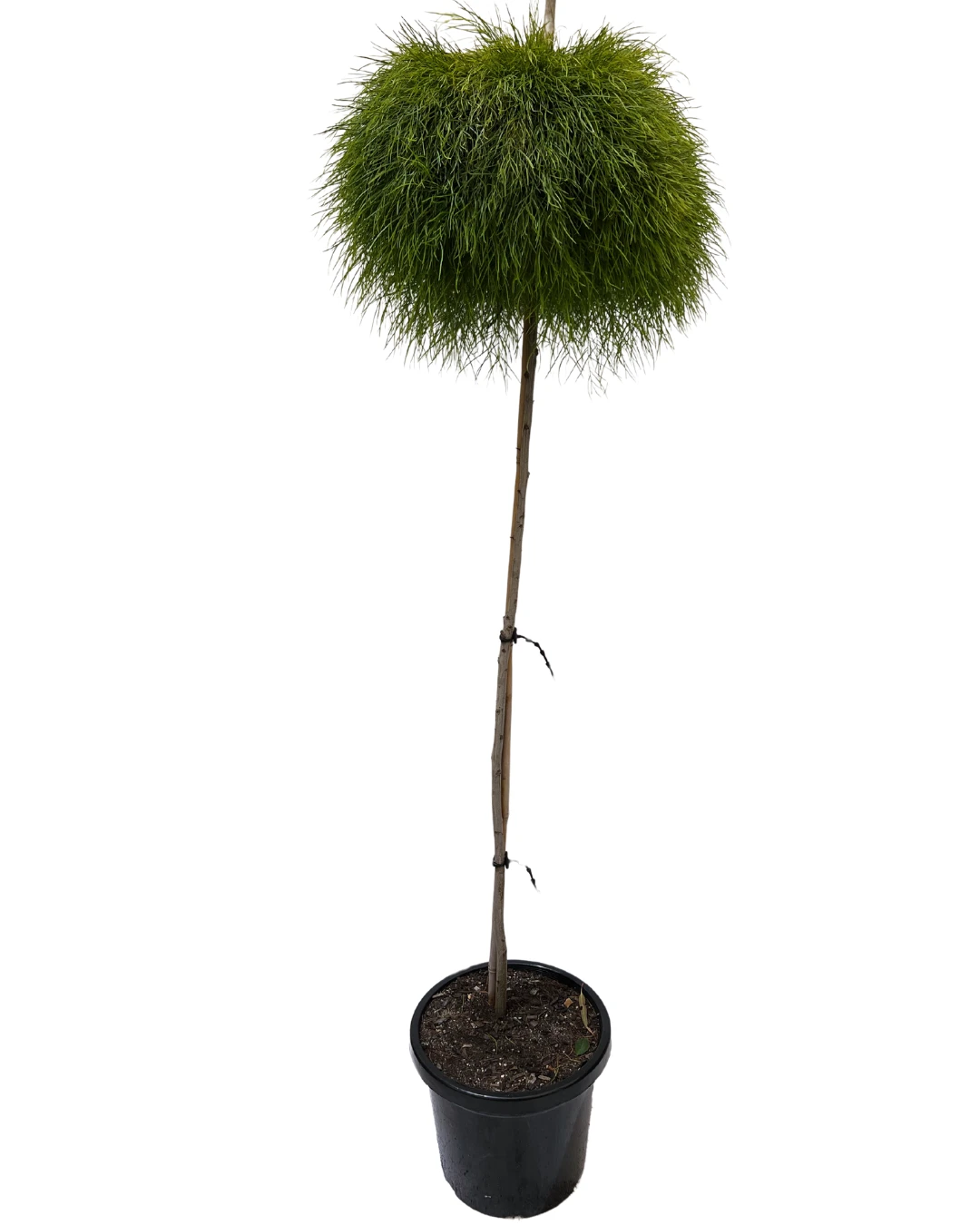 Acacia Cognata Limelight Standard 1 Acacia Cognata Limelight Standard