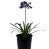 Agapanthus Bingo Blue