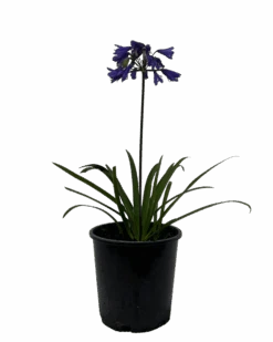 Agapanthus Bingo Blue