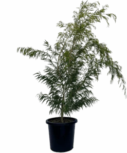 Agonis Flexuosa Lemon And Lime