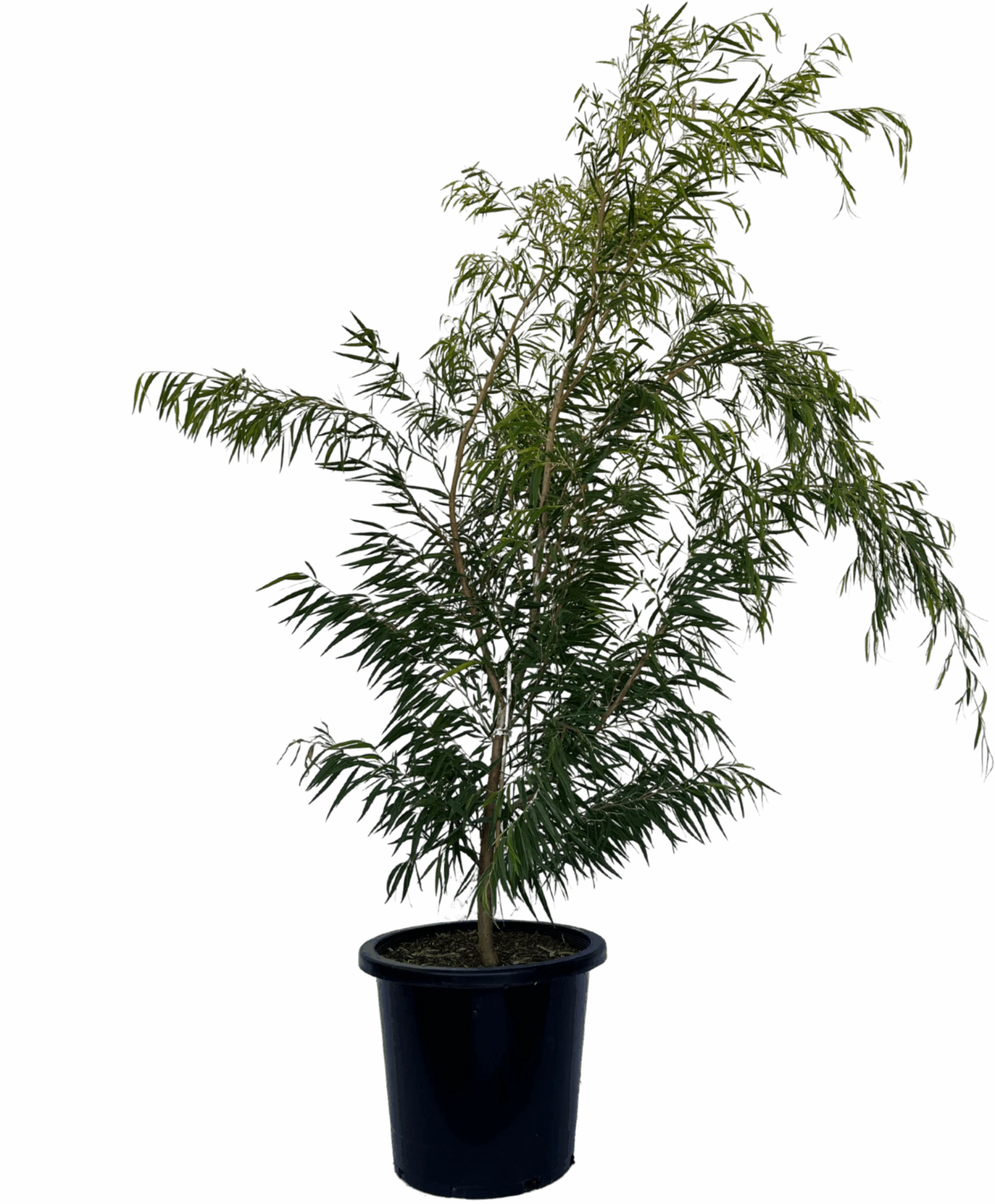 Agonis Flexuosa Lemon And Lime 1 Agonis Flexuosa Lemon And Lime