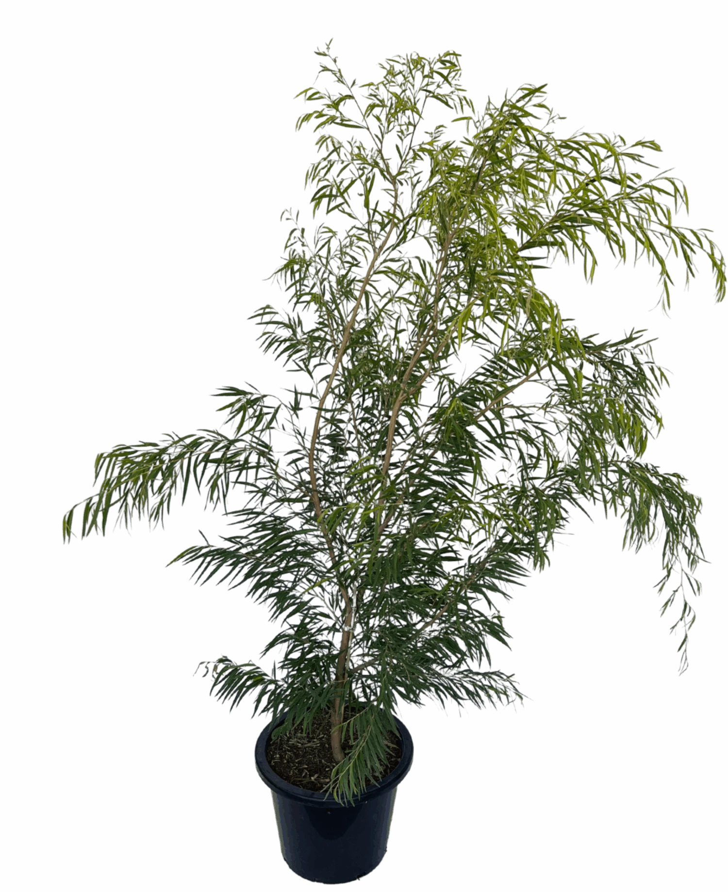 Agonis Flexuosa Lemon And Lime 2 Agonis Flexuosa Lemon And Lime - Image 2