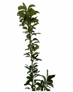 Apple - Dwarf Leprechaun -Waldecks Store APPLELEPRECHAUN