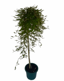 Grevillea Aussie Crawl Grafted