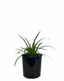 Agapanthus Purple Cloud