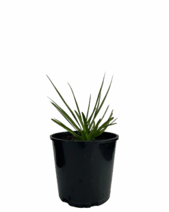 Agapanthus Fireworks